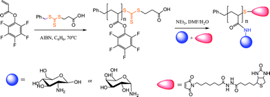 One-pot synthesis of ω-biotin functional glycopolymersvia simultaneous substitution/thiol-ene reactions.