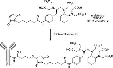 Conjugation of a maleimide-functional chelator to the monocolonal antibody Herceptin as a facile route to bioconjugates for radioimmunotherapy and radioimmunoimaging applications.