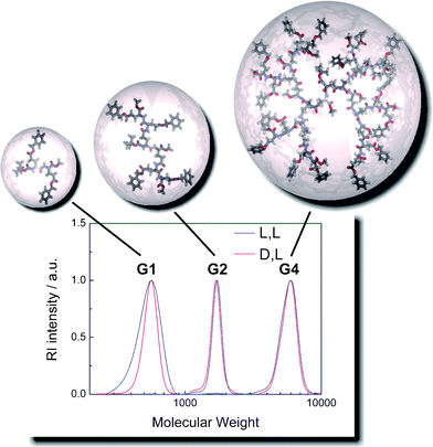 Overlay of the GPC-traces of the (d)-alt-(l) G1, G2, and G4 dendrons1b, 4b, and 7b (red traces) including schematic representations of the three-dimensional shape of each generation. For comparison, the all-(l) series (1a, 4a, and 7a) is shown in blue (GPC in DMF at 70 °C, calibrated with narrow polystyrene standards).