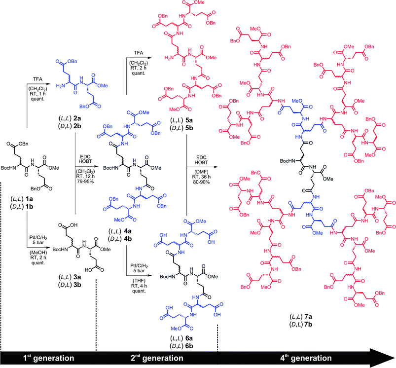 Synthesis of the (l,l)- and (d,l)-G4 dendrons7a and 7b starting from the (l,l)- and (d,l)-G1 dipeptide monomers 1a and 1b, respectively, via an accelerated exponential growth approach.