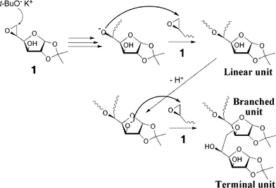 Proposed mechanism for the anionic polymerization of 1.