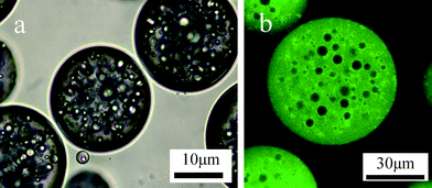 (a) A light microscopy image of multiple o/w/o emulsion stabilized by clay and silicananoparticles and (b) a fluorescence image of nanocomposite multihollow PAm microgels redispersed in water.