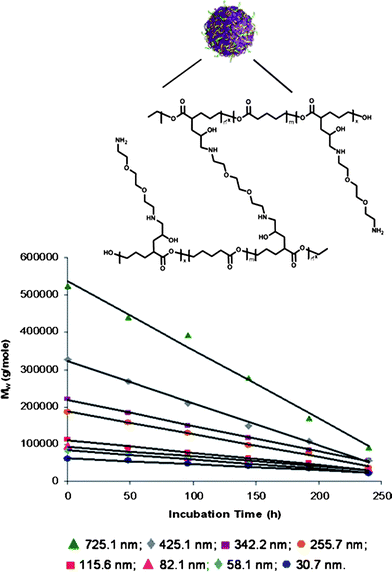 Hydrolytic biodegradation studies of (▲) 725.1 ± 94.3 nm poly(vl-evl) nanoparticles to (♦) 30.71 ± 2.21 nm AB nanoparticles. All particles are non-emulsified.