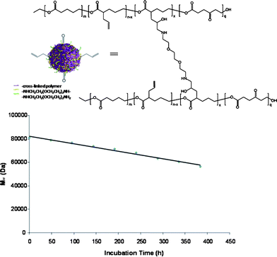 
          In vitro degradation profile of vitamin E TPGS formulated poly(vl-evl-avl-opd) nanoparticles of 53 nm in DPBS at pH 7.4 and 37 °C over a period of 384 h (16 days).