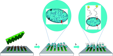 Printing biotin ligands onto a substrate and subsequent binding of streptavidin or avidin which can be used to direct the immobilization of further biotinylated molecules.