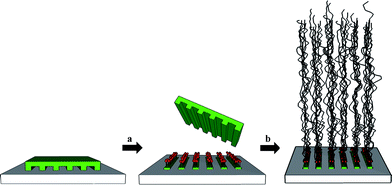 Creating structured polymer brushes by μCP (“grafting from” approach): (a) μCP of the initiator, (b) graft-polymerization on initiator patterns.