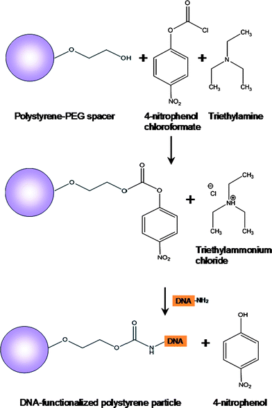 The mechanism for attaching amino-modified DNA to PEG-functionalized particles.