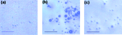 Optical microscope images of (a) DNA-grafted polystyrene particles, the scale bar is 50 μm. (b) After adding DNA linker and then incubating at 5 °C for 1 week all suspensions form aggregate structures. (c) Heating to 60 °C drives complete redispersion.