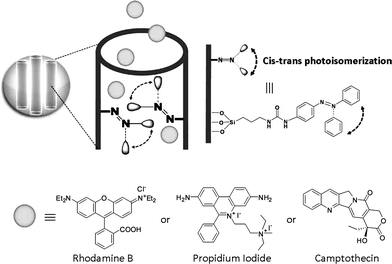 Light-activated mesostructured silica nanoparticles functionalized with azobenzene derivatives. Continuous illumination at 413 nm causes a constant trans–cis photoisomerization about the NN bond causing dynamic wagging motion of the azobenzene derivatives and results in the release of the molecules through and out of the mesopores. Reproduced with permission from ref. 171. Copyright Wiley-VCH Verlag GmbH & Co. KGaA.