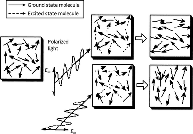 Generation of anisotropy with light: molecules excited with polarized light tend to align in a direction perpendicular to the polarization direction. Reprinted with permission from ref. 39. Copyright (2000) American Chemical Society.