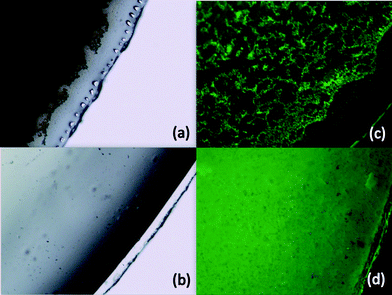 Images from optical (left) and fluorescence (right) microscopy of coatings made on glass cover slips containing 1 wt% “doped” (a and c) and “tethered” (b and d) levofloxacin.