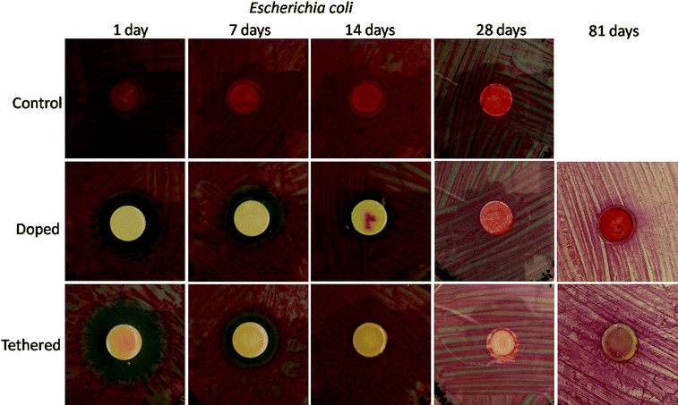 Images of coated specimens preconditioned in PBS for various time periods and tested for antimicrobial activity toward E. coli using an agar plating method. The “darkness” observed on the surface of the 81 day tethered disc is a result of repeated measurement of the same samples and not due to growth of E. coli on the surface.