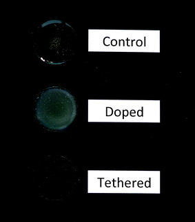 Images of the three crosslinked coatings produced. “Control” was produced by crosslinking Ep-PDMS with DETA. “Tethered” was produced by crosslinking levo-Ep-PDMS with DETA. “Doped” was produced by solution blending levofloxacin, Ep-PDMS, and DETA.