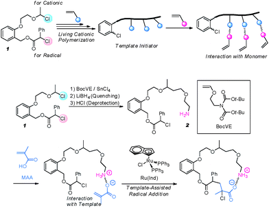 General concept for a sequence-regulated controlled/living radical polymerization in the presence of a template macroinitiator (top). Specific monomer insertion of methacrylic acid using a low molecular weight template initiator (bottom). Adapted with permission of the authors.53 Copyright 2009 American Chemical Society.