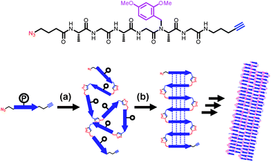 Concept of cycloaddition-induced folding and self-assembly: (a) [2 + 3] cycloaddition polymerization of a protected sequence-defined peptide monomer; (b) upon deprotection polypeptides fold into well-defined antiparallel β-strands; (c) self-assembly of multiple β-sheets forms hierarchical nanofibrils. Adapted with permission from ref. 84. Copyright 2009 Wiley-VCH.