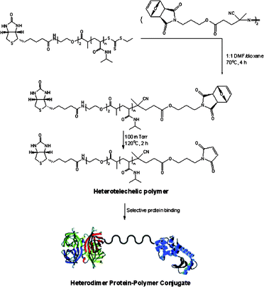 Formation of protein–heterodimer protein–polymer conjugate via selective binding.39