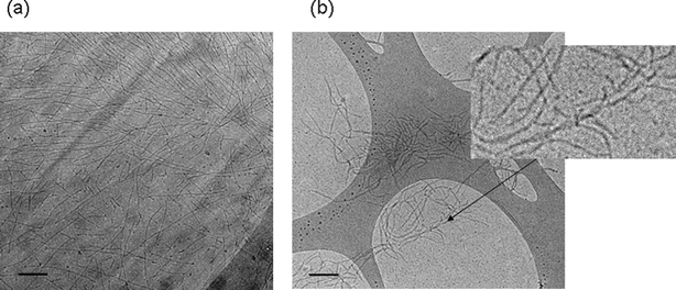 
            Cryo-TEM images of (a) YYKLVFF–PEG1k and (b) YYKLVFF–PEG3k. The scale bars indicate 100 nm. The inset to part (b) shows an enlarged twisted fibril.