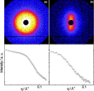 Top: SANS patterns for 8.2 wt% YYKLVFF–PEG1k. Bottom: one-dimensional profiles obtained from (a) a circular sector and (b) a vertical rectangular sector integration. The SANS patterns correspond to the (a) as mounted sample or (b) sheared at  = 2 s−1.