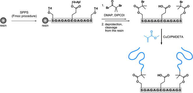 Synthesis of oligopeptide-polymer bioconjugates by a combination of solid-phase peptide synthesis (SPPS) and ATRP.161