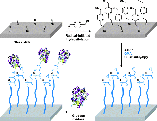 Design of Si(111)-grafted poly(glycidyl methacrylate) brushes by ATRP for glucose oxidase (GOD) immobilization.198