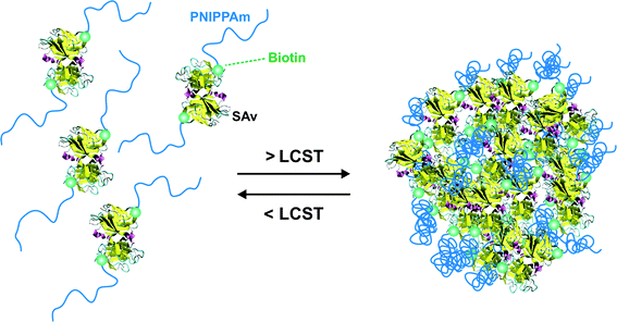 LCST-driven formation of poly(N-isopropyl acrylamide)-streptavidin (PNIPAAm-SAv) nanoparticles.230