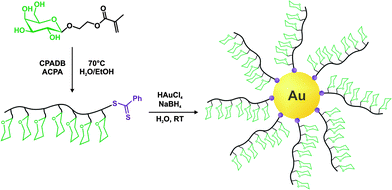 Preparation of glycopolymer-stabilized gold nanoparticles.295