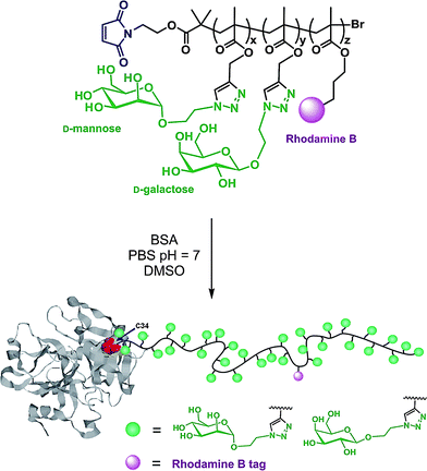 Synthesis of glycoprotein mimics by a combination of ATRP and click chemistry.303