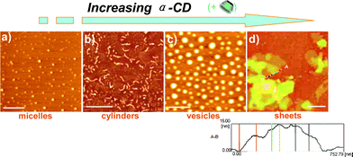 
          AFM
          micrographs of the dynamic supramacromolecular morphological transition, obtained by a binary assembly system polymer-α-CD upon continuously adding α-CD to the polymer solution. (a) Pure polymerassemblies without α-CD (micelles), (b) with 3.6 × 10−4 M α-CDs (cylinders), (c) with 2.3 × 10−3 M α-CDs (vesicles), and (d) with 8.7 × 10−3 M α-CDs (sheets); bar = 500 nm. Inset: the height changes of the supramolecular sheet.