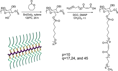 A schematic illustration of synthetic process and topological structure of comb-copolymer1.