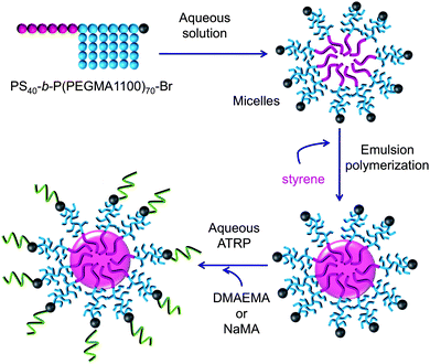 Preparation of multi-layer hairy particles by emulsion polymerisation and surface-initiated ATRP.