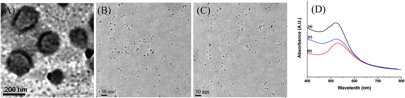 (A) AuNP cross-linked polymersomes formed from P(DMAEMA165-b-NIPAM435) and AuNP formed 48 h after addition of (B) cysteamine and (C) PEG-SH to the AuNP cross-linked polymersomes. (D) UV-vis absorption spectra of AuNP cross-linked vesicles (a) and nanoparticles formed after ligand exchange with cysteamine (b) and PEG-SH (c).