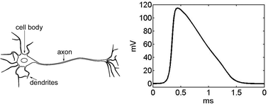 Schematic representation of a neuron and an action potential of Hodgkin–Huxley type.33 The ca. 1 ms voltage excursion is due to sodium influx during the rising phase of the depolarisation and potassium efflux during the falling phase of repolarisation. The change in intracellular potential is greater than 100 mV, the extracellular signal declines with distance and is substantially smaller even for short distances between neuron and electrode (see Fig. 2).