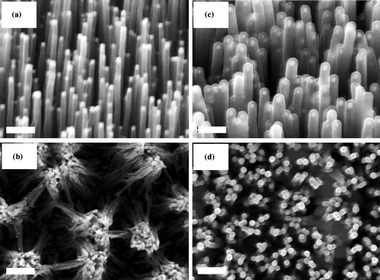 SEM images of VACNF arrays (a) as-grown VACNF, (b) same type as shown in (a) but after soaking and drying, (c and d) VACNFs embedded in PPy. (a) and (c) are 45° perspective views, scale bars of 500 nm, (b) and (d) show top views, scale bars of 1.0 µm. Reprinted from Nguyen-Vu et al.100, Vertically Aligned Carbon Nanofiber Arrays: An Advance Toward Electrical-Neural Interfaces, Small, 2006. Copyright Wiley-VCH Verlag GmbH & Co. KGaA. Reproduced with permission.