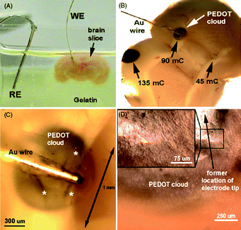 PEDOT electropolymerized into a mouse brain slice. (a) Electrochemical setup with slice embedded in gelatin for stability, (b) brain slice with PEDOT electropolymerized in three zones representing three different deposition charges, (c) higher magnification of image in (b), and (d) optical micrograph revealing structure of formed PEDOT microfilaments. Reprinted from Journal of Neural Engineering, Richardson-Burns et al.,103 “Electrochemical polymerization of conducting polymers in living neural tissue”, (2007), by permission of IOP Publishing.