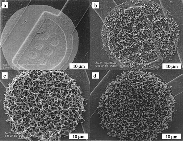 SEM images of PPy/SLPF-coated electrodes for increasing deposition time from (a) to (d). Reprinted from Cui et al.,28Journal of Biomedical Materials Research, 2001, by permission of John Wiley & Sons.