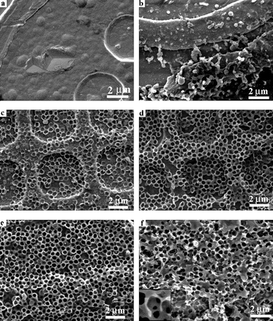 Microporous PEDOT:LiCLO4 films produced through deposition around polystyrene latex sphere templates. Spheres were subsequently removed leaving a highly porous PEDOT film. Morphology for increasing deposition charge as follows: (a) 0 µC; (b) 0.36 µC; (c) 0.6 µC; (d) 1.2 µC; (e) 1.8 µC and (f) 3.6 µC. Reprinted from Sensors and Actuators, B: Chemical, 101, Yang and Martin,83 “Microporous conducting polymers on neural microelectrode arrays: I electrochemical deposition”, Copyright (2004), with permission from Elsevier.