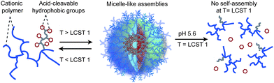 Schematic of phase transition temperature changes with pH-cleavable side-chain functionality. Association of hydrophobic side-chains above LCST 1 drives self-assembly: loss of hydrophobic groups at pH 5.6 changes polymer association behaviour such that LCST of the hydrolysed polymer is greater than the LCST of the non-hydrolysed polymers (LCST 2 > LCST 1).