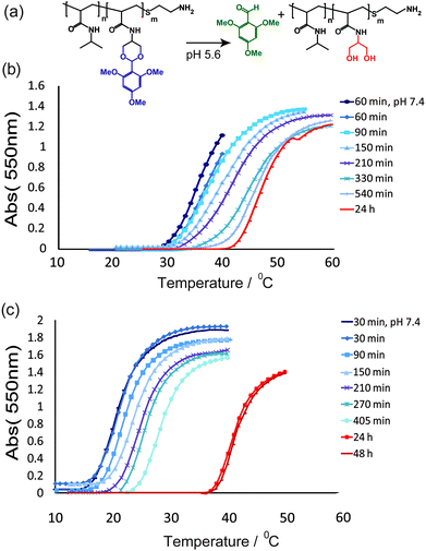 (a) Scheme showing the hydrolysis of acetal polymer side-chains at pH 5.6. Change in UV absorption at 550 nm with temperature for linear polymers P3 (b) and P5 (c) over increasing times at pH 5.6. In (b) and (c) multiple aliquots of each polymer (1 mg mL−1) in PBS (10 mM, pH 5.6) were incubated at 37 °C. An aliquot of each polymer was taken for analysis at each time point and quenched with sodium hydroxide (20 µL, 1 M) to stop further hydrolysis before UV spectrophotometric analysis.