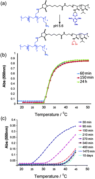 (a) Chemical structure of P5-g-PEI both before (top structure) and after hydrolysis (lower structure). Temperature–turbidity profiles with time at pH 5.6 for (b) non-hydrolysable side-chain polymer P1-g-PEI (1 mg mL−1) and (c) hydrolysable side-chain polymer P5-g-PEI (1 mg mL−1).