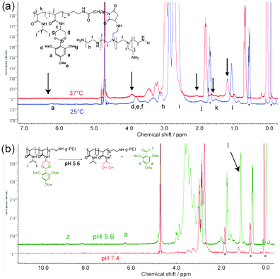 NMR spectra for polymer P5-g-PEI. In (a) are overlaid 1H NMR of P5-g-PEI in D2O at different temperatures: 25 °C (blue), a temperature before a complete phase transition has occurred and at 37 °C (red), a temperature above the polymer LCST. In (b) the polymer solutions (P5-g-PEI in D2O) are shown before and after acidification with DCl (75 µL, 2 M) and incubated at 37 °C. Spectra were recorded at 37 °C before hydrolysis (lower spectrum in red) and after hydrolysis (top spectrum in green). * indicates peaks from DSS standard.