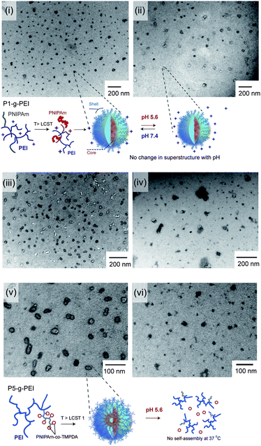 Transmission electron micrographs of P1-g-PEI and P5-g-PEI from solutions originally at 37 °C and rapidly dehydrated at 37 °C. (i) and (ii) show P1-g-PEI at pH 7.4 and pH 5.6 respectively. (iii) and (iv) show P5-g-PEI at pH 7.4 and pH 5.6 respectively. Images (v) and (vi) are also of P5-g-PEI at pH 7.4 and pH 5.6, respectively, at 37 °C at higher magnification. Micellar-like structures present in images (i–iii and v) are shown in cartoons to depict postulated species present from TEM and DLS analysis at the pH ranges. Note—aggregates and crystals of buffer salts present in (iv and vi) lacking similar order to structures in (i–iii and v).