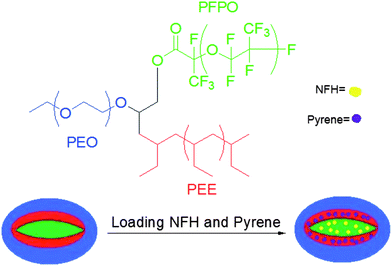 Loading of two immiscible dyes into separate domains in a multicompartment micelle in aqueous solution.