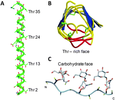 3-D structures of antifreeze-active peptides/proteins. (A) X-Ray crystal structure of HPLC 6; (B) X-Ray crystal structure of spruce budworm AFP; (C) Energy optimised solution structure of AFGP mimetic peptide A in Table 1. (A) and (C) reproduced with permission from Wiley-Blackwell, (reference 5 and 34 respectively) Copyright 1999 and 2004. (B) reproduced with permission from Macmillan Publishers Ltd: Nature (reference 40), Copyright 2000.