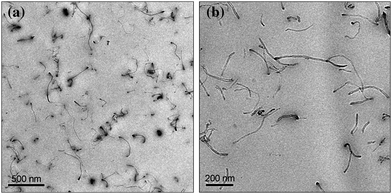 TEM pictures of PLA/f-MWNT at low magnification (a) and at high magnification (b).