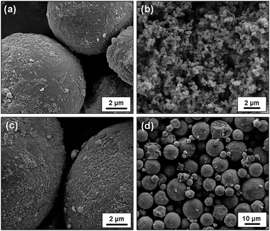 Scanning electron micrographs obtained for: (a) uncoated TEMs, (b) polypyrrole (PPy) bulk powder, (c) 1.5 wt% PPy-coated TEMs at high magnification and (d) 1.5 wt% PPy-coated TEMs at lower magnification.