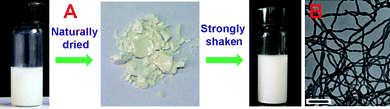 A: Dryness-redispersion tests of the resulting nanowires prepared by RAFT polymerization with a feed molar ratio of P4VP/St (1 g)/AIBN= 10 : 50000 : 1 in methanol (0.7 g) at 80 °C for 24 h; B: FETEM image of re-dispersed nanowires. The scale bar is 1000 nm.
