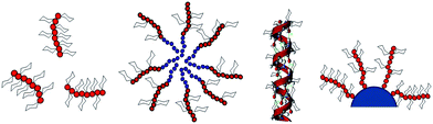 Glycopolymer architectures