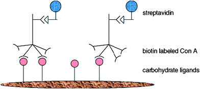 A schematic representation of the double sandwiched biochromic sensory device based on mannose-PT.148 Reproduced with permission from ACS, copyright 2000.