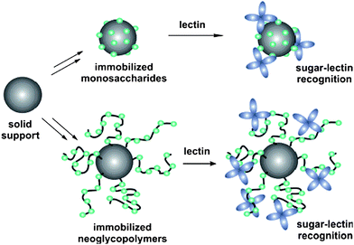 Immobilized sugar supports using the Wang resin via click chemistry.131 Reproduced with permission from ACS, copyright 2007.