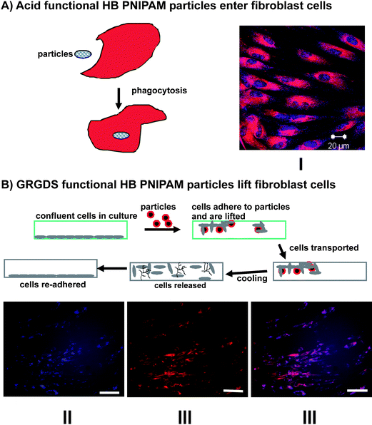 Application of HB PNIPAM in cell biology: (A) schematic of entry of HB PNIPAM particles into cells and I a micrograph of the particles inside human dermal fibroblasts (blue-polymer, red-actin cytosketon); (B) schematic cell lifting and reseeding technology. II, III and IV micrographs of cells and GRGDS-functional HB PNIPAM. The images show the co-location of the cells and bound polymer-II polymers labeled blue, III fibroblasts stained red and IV images II and III overlayed.76